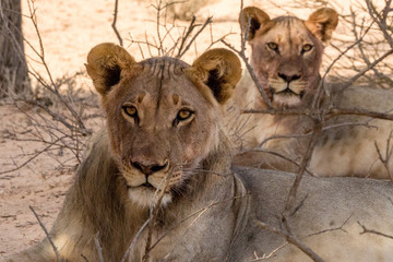 Wüstenlöwen  in der Kalahari Wüste