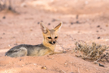 Kapfuchs in der Kalahari Wüste