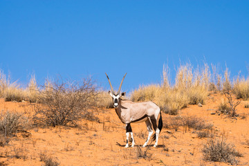 Oryx-Antilope  in der Kalahari Wüste