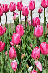 Pink tulips blooming on spring
