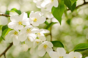 Fototapeta na wymiar Branch of Apple blossoms