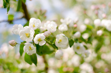 Branch of Apple blossoms