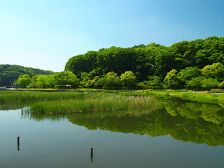 初夏の池のある公園風景