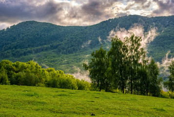 Fototapeta na wymiar foggy mountain ridge over the forest in springtime