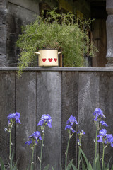 terrace of an old wooden cabin with plant ina rustic pot with heart shapes and purple iris flowers
