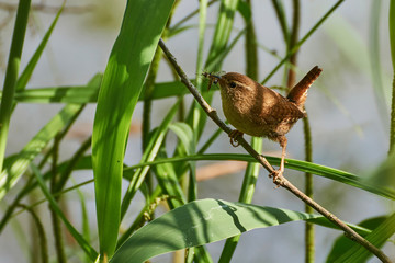 Little wren sitting on the branch with insect in the beak. Reed at background.
