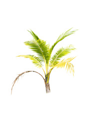 Coconut trees on white background 
