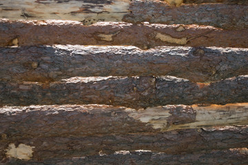 Pine bark background