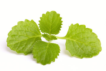 Plectranthus argentatus (silver spurflower) on white background