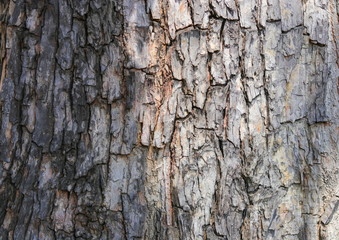 tree bark texture pattern. wood rind for background