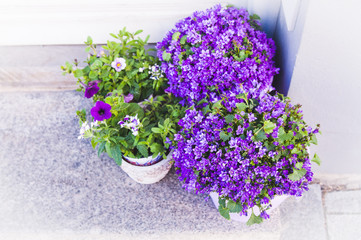 Fototapeta na wymiar Small purple flowers in a pot. Campanula.