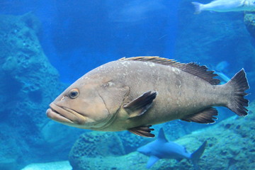Gray fish