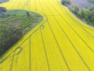 Rapsfeld von oben