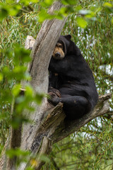 Ein Kragenbär ruht auf einem Baumstamm