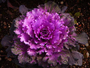 Obraz premium Purple cabbage flower