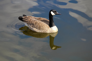 A Canada Goose swimming on calm blue water