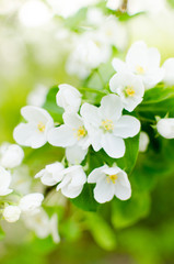 Branch of Apple blossoms