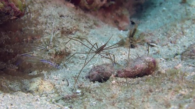 Spider Crab in Caribbean in Caribbean sea