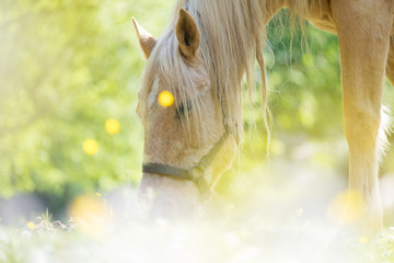 cheval pré été lumière reflet manger herbe fleur brouter passion écurie