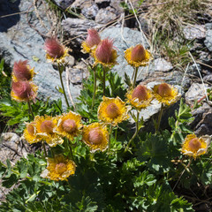 Alpine flower, Geum Reptans fruits (creeping avens). Aosta valley, Italy, 2500 meters of altitude.