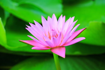 lotus flower or water lilly pink beautiful in nature © pramot48