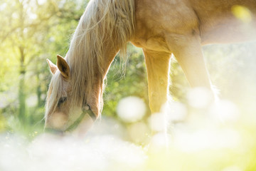 cheval pré été lumière reflet manger herbe fleur brouter passion écurie