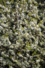 Blooming cherry tree in spring