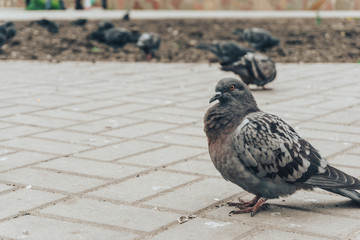 Ruffled pigeon on the sidewalk tile