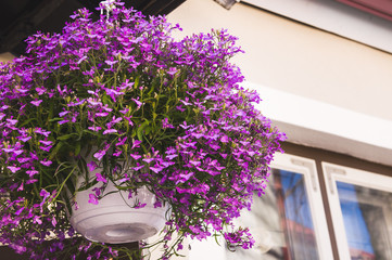 Campanula. Small purple flowers in a pot. 