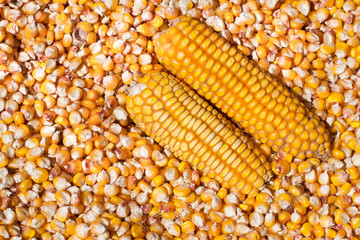 Dried corn with a head as a background. Top view