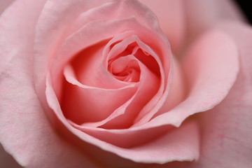ブライダルピンクの薔薇