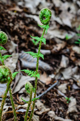 Fototapeta premium Young fern in a forest