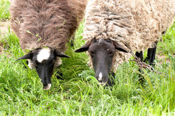 Two sheep graze on the green grass. Close-up
