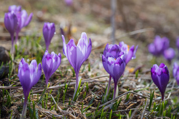 Fototapeta premium View at sunlit purple crocus flowers in springtime. Morning dew on petals of flowers