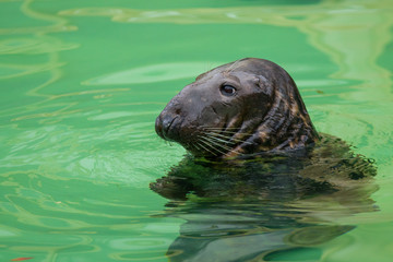  Kegelrobbe (Halichoerus grypus) 