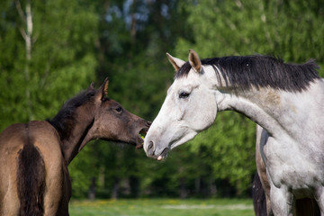 Foal and its mother in the pasture