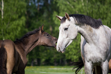 Foal and its mother in the pasture