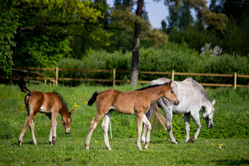 Naklejka na ściany i meble Foal and its mother in the pasture