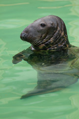  Kegelrobbe (Halichoerus grypus) 