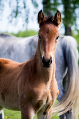 Obraz premium Portrat of cute small foal in summer pasture
