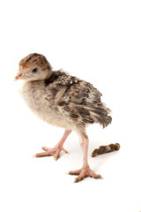 Chicken turkey do a crap isolated on a white background