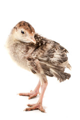 Chicken turkey isolated on a white background