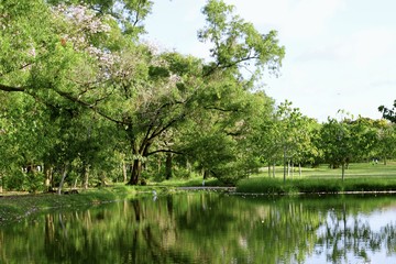 Trees are in the park