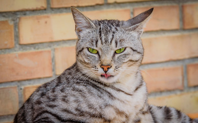 Close-up of tiger cata