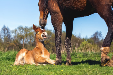Red foal submits to an adult horse