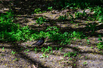 Common starling looking for food on a ground