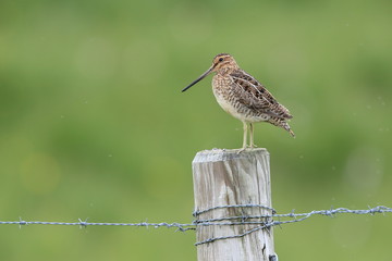 Common Snipe, Iceland