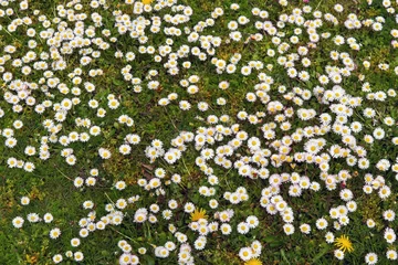 Tableaux ronds sur plexiglas Marguerites Margaritas Silvestres en Pradera