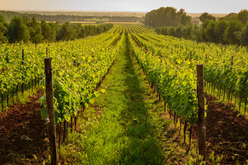 Naklejka premium Etruscan coast in Tuscany between Bolgheri and Castagneto Carducci