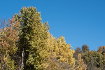 Fototapeta premium Herbst Bäume Wald Himmel Natur